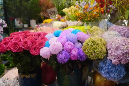 闵行两大花卉市场 高端平价随心选，果香花韵共徜徉