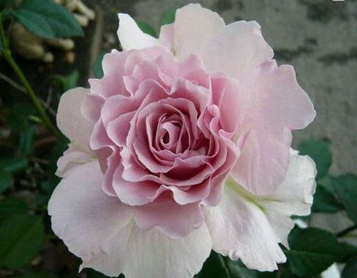 三款花中精品，小巧可爱、四季开花的水果盆栽