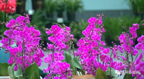 花卉的庆典 自然与生命的华美绽放