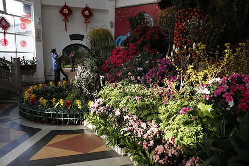 中山公园迎春花卉精品展开幕 70余种精品同期绽放