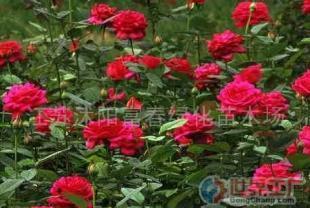 批发品种月季、香水月季等苗木 农副产品的绿色商机