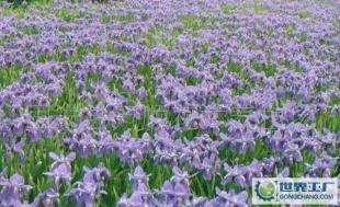 优质绿化花卉苗木 德国鸢尾的魅力与价值