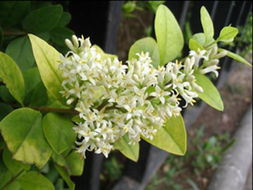 江苏省新沂花卉繁育中心 花卉与园艺的缤纷世界