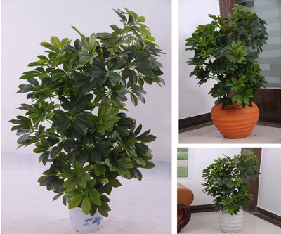 北京绿植花卉租赁指南 一站式服务与费用解析