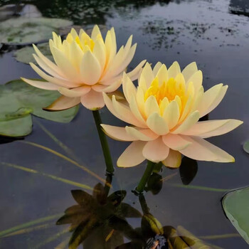 24款高中低档水生花卉东分档排行 从入门到专业，打造灵动水景