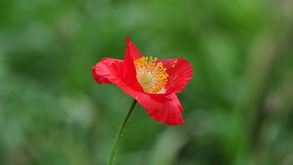 植物园归来 一程花语，满心芬芳