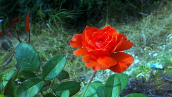 花与果的交响 自然馈赠中的美学与营养