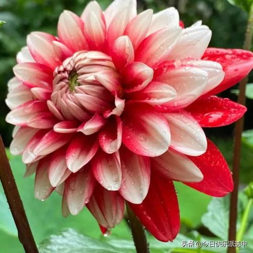 精品大丽花 花开双色，争奇斗艳的视觉盛宴