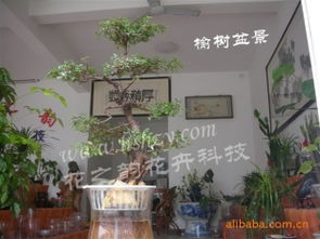 黄山市徽州区花之韵花卉科技 其他花卉与鲜果产品精选