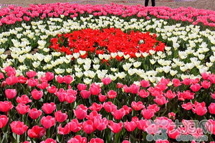 镇平首届精品花卉博览会3月30日盛大启幕，芝樱烂漫，花果飘香