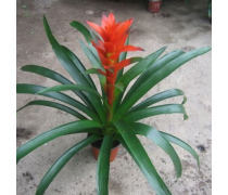 花卉产品库 自然之美，生活之韵