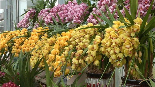 花满金陵·美好生活 2022南京精品年宵花展暨水果嘉年华全攻略